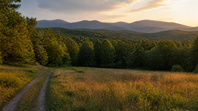 Where Can You Find Owner-Financed Land in North Georgia?